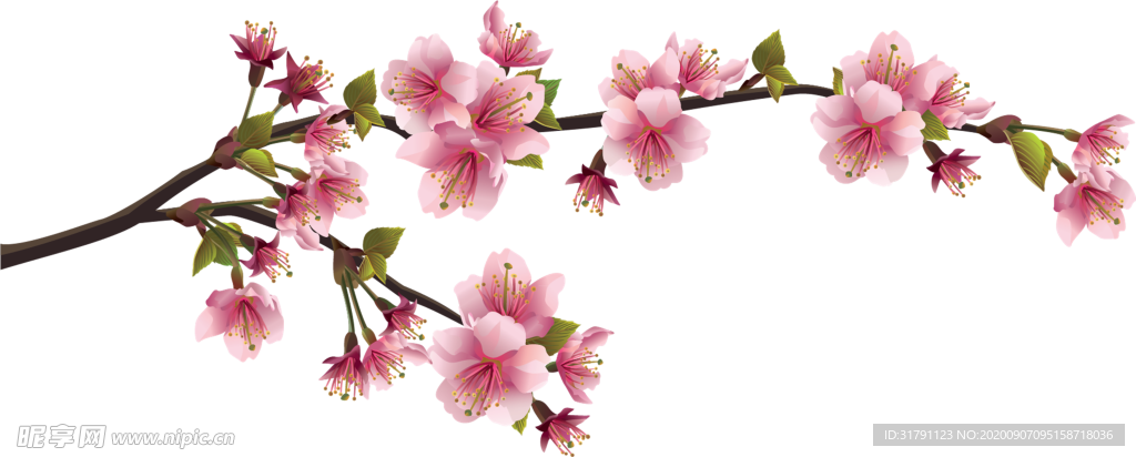 樱花