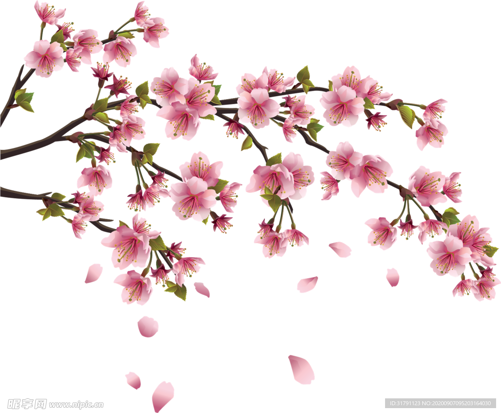 樱花