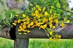鲜花
