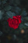 高清玫瑰花图片