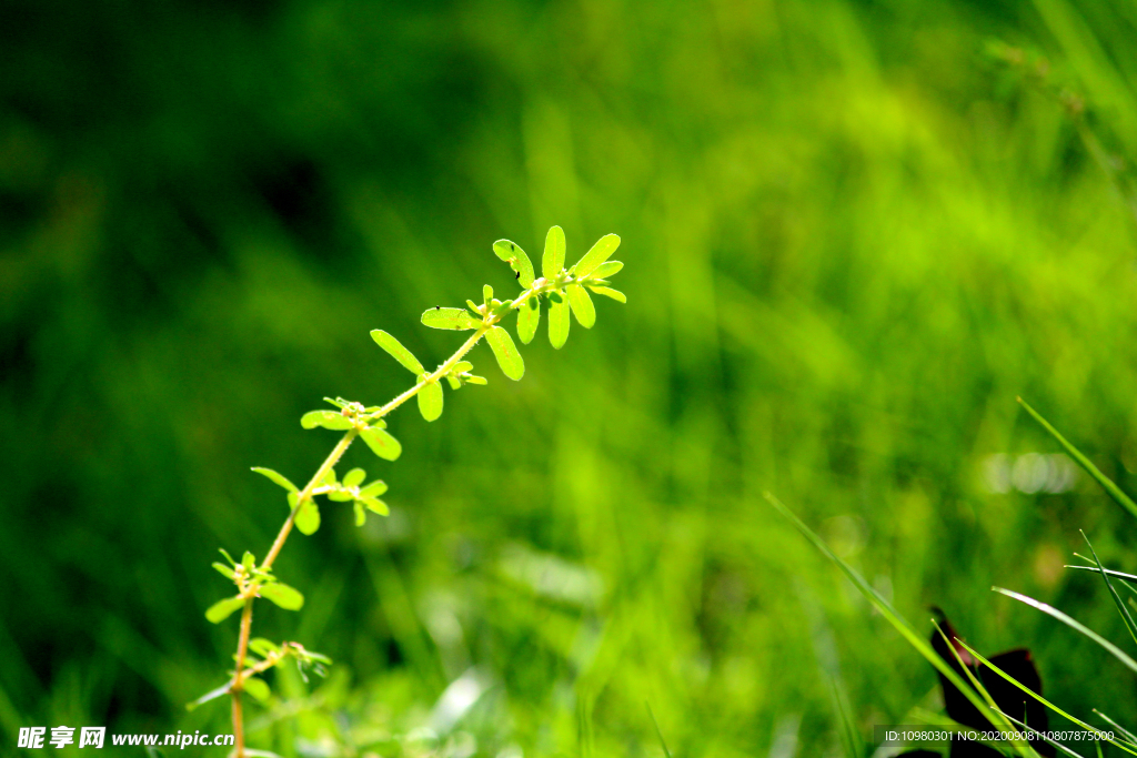 植物特写