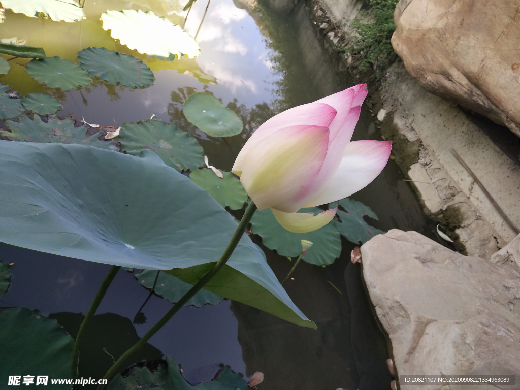 荷花
