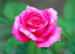 玫瑰花
