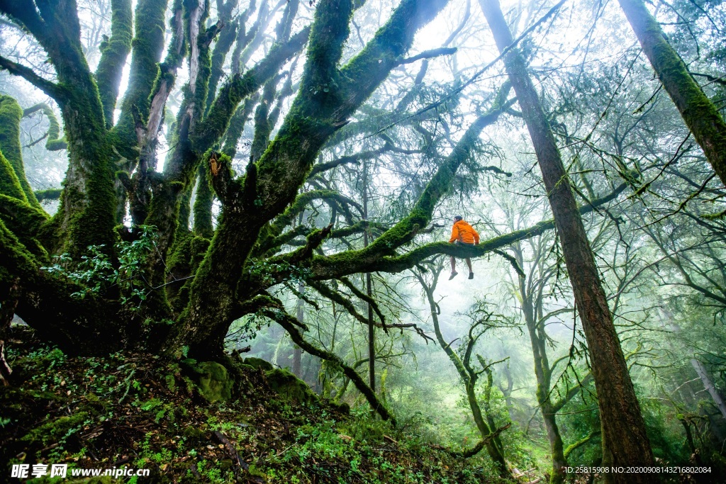 青苔 苔藓