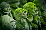 青苔 苔藓
