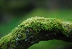 青苔 苔藓