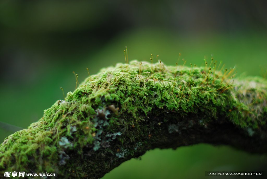 青苔 苔藓