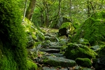 青苔 苔藓
