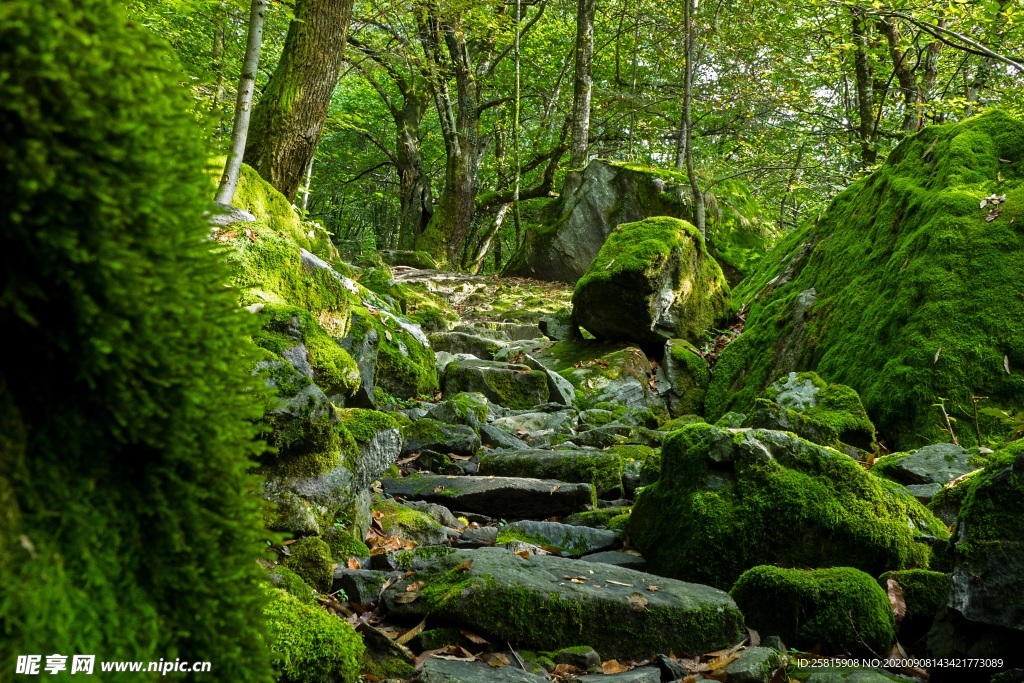 青苔 苔藓