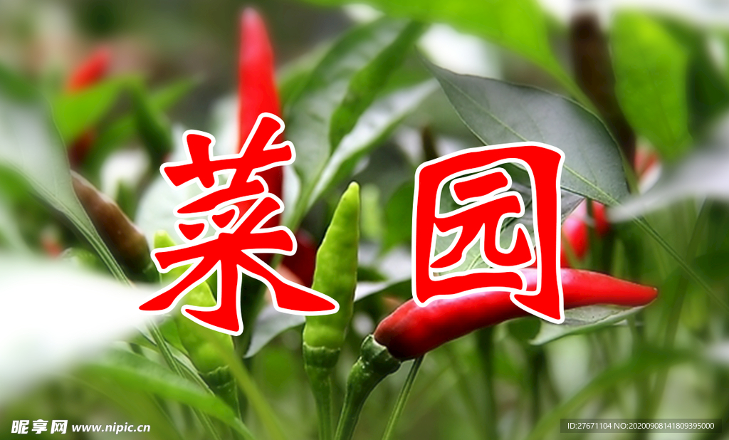 菜园