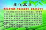 安化黑茶简介