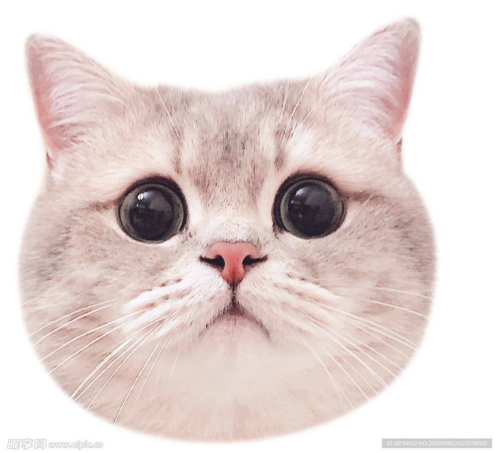 小猫