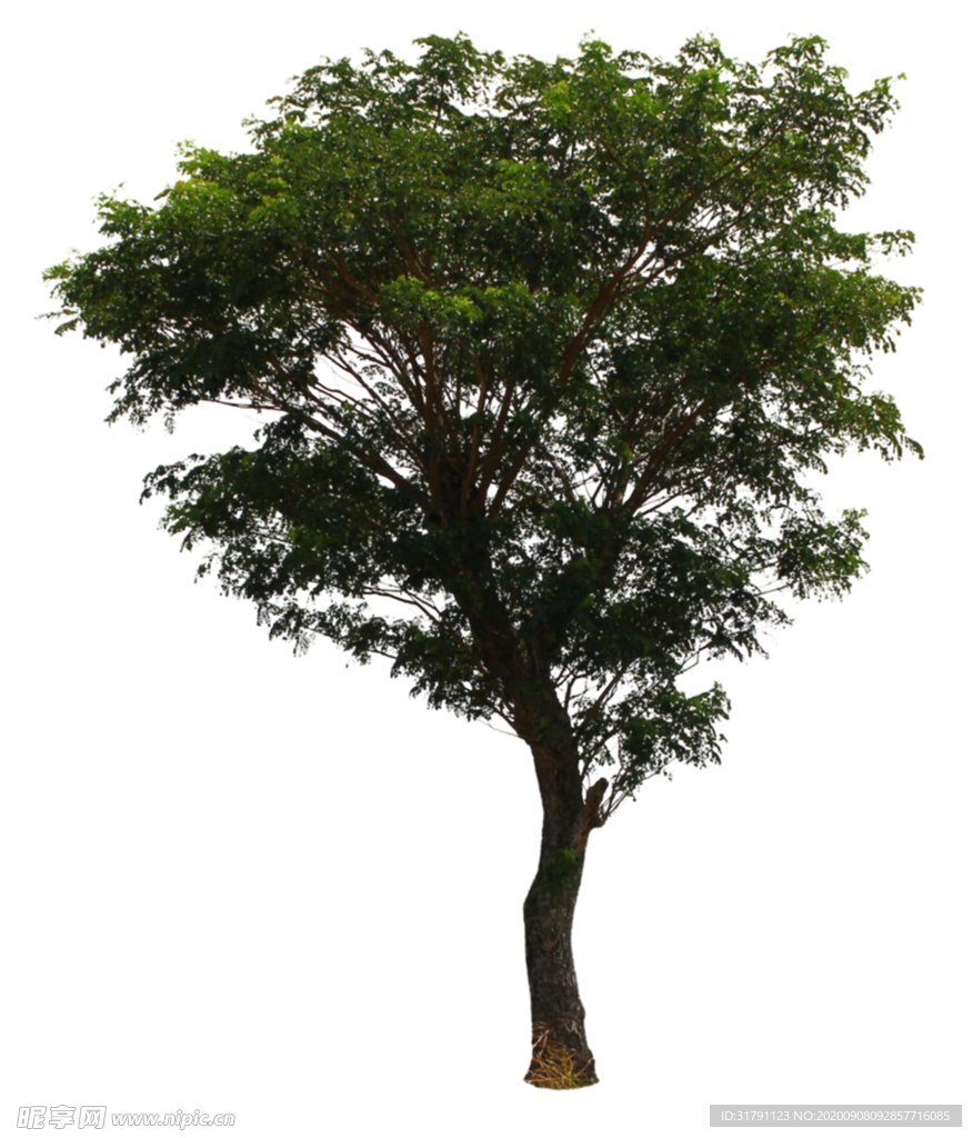 树