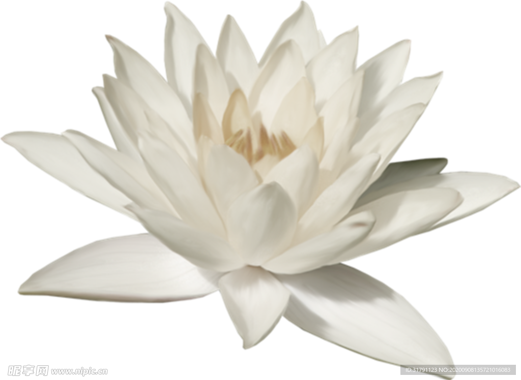 莲花