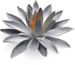 莲花