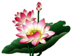 莲花
