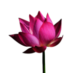 莲花
