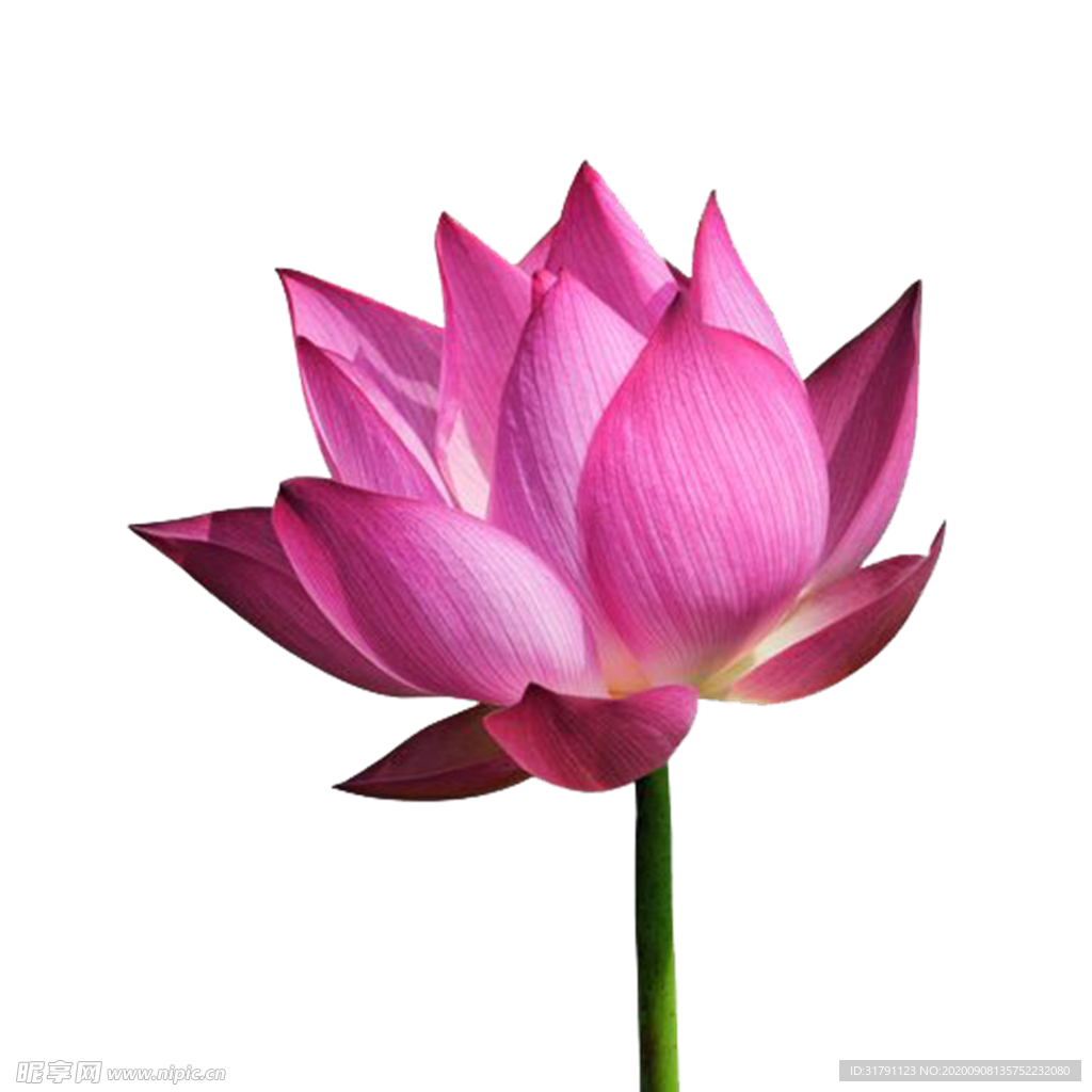 莲花