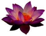 莲花
