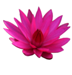 莲花
