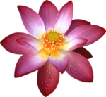 莲花