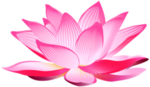 莲花