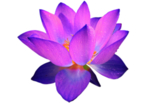 莲花
