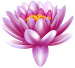 莲花