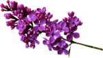 丁香花