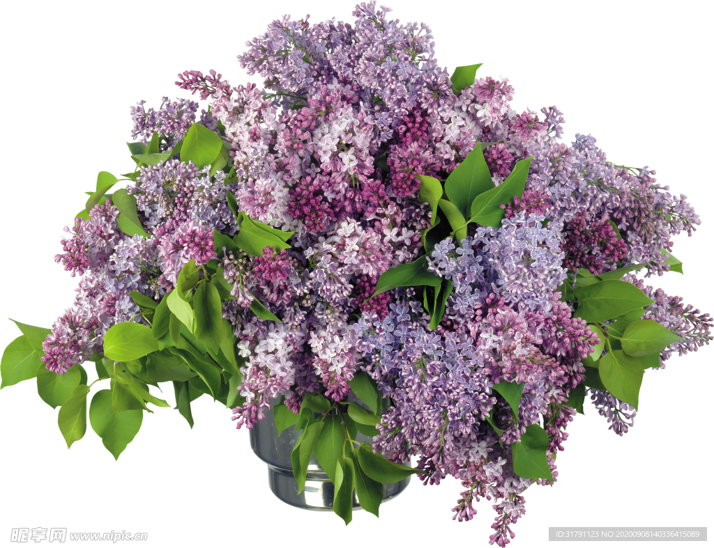 丁香花