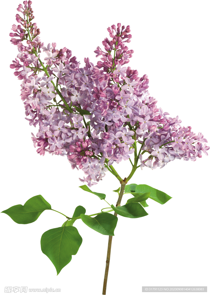 丁香花