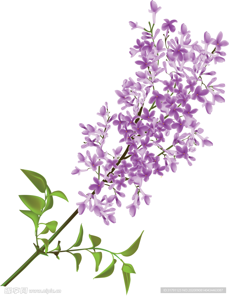 丁香花