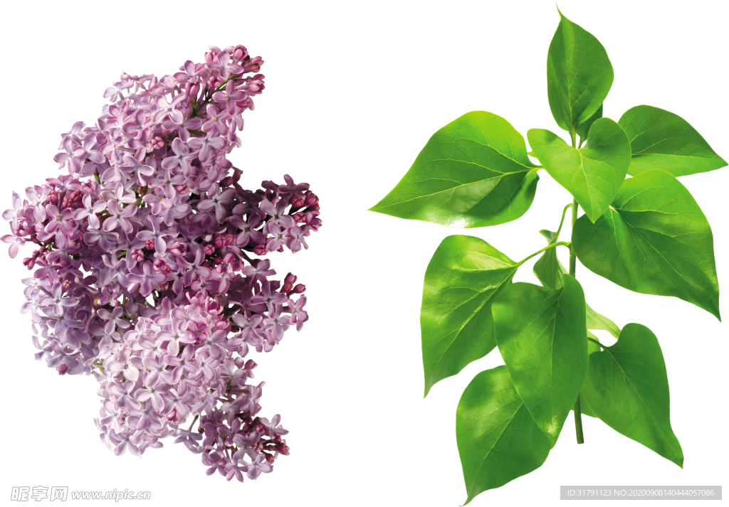 丁香花