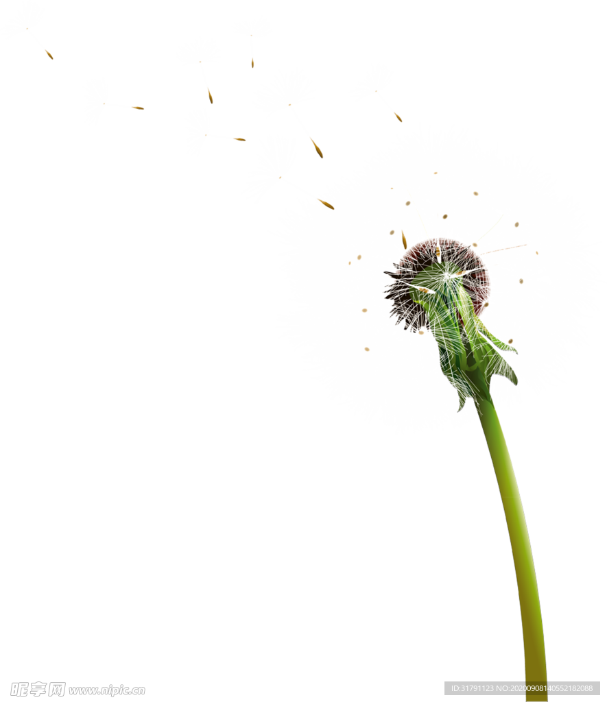 蒲公英