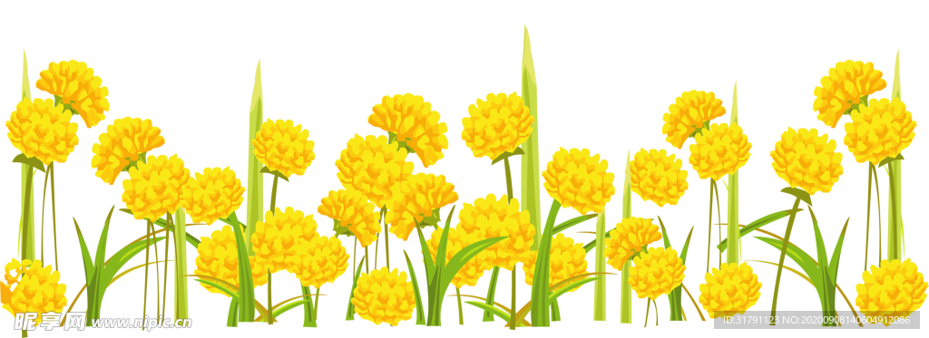 蒲公英