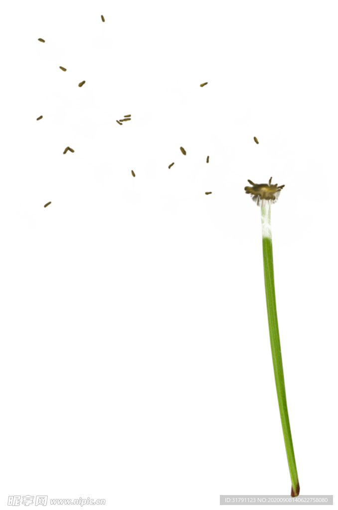 蒲公英