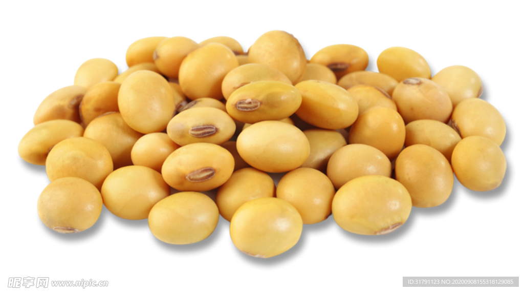 黄豆