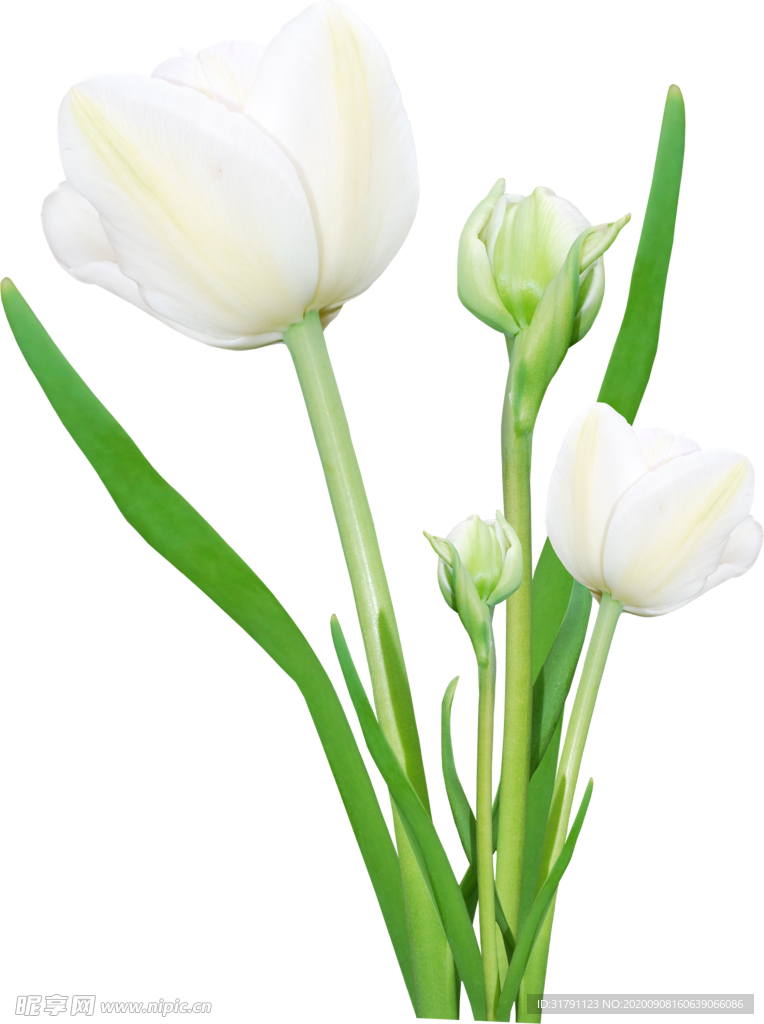鲜花