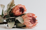 帝王花