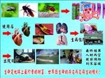 蚊蝇