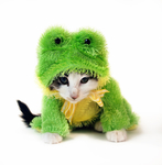 小猫