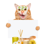 淘宝 猫咪