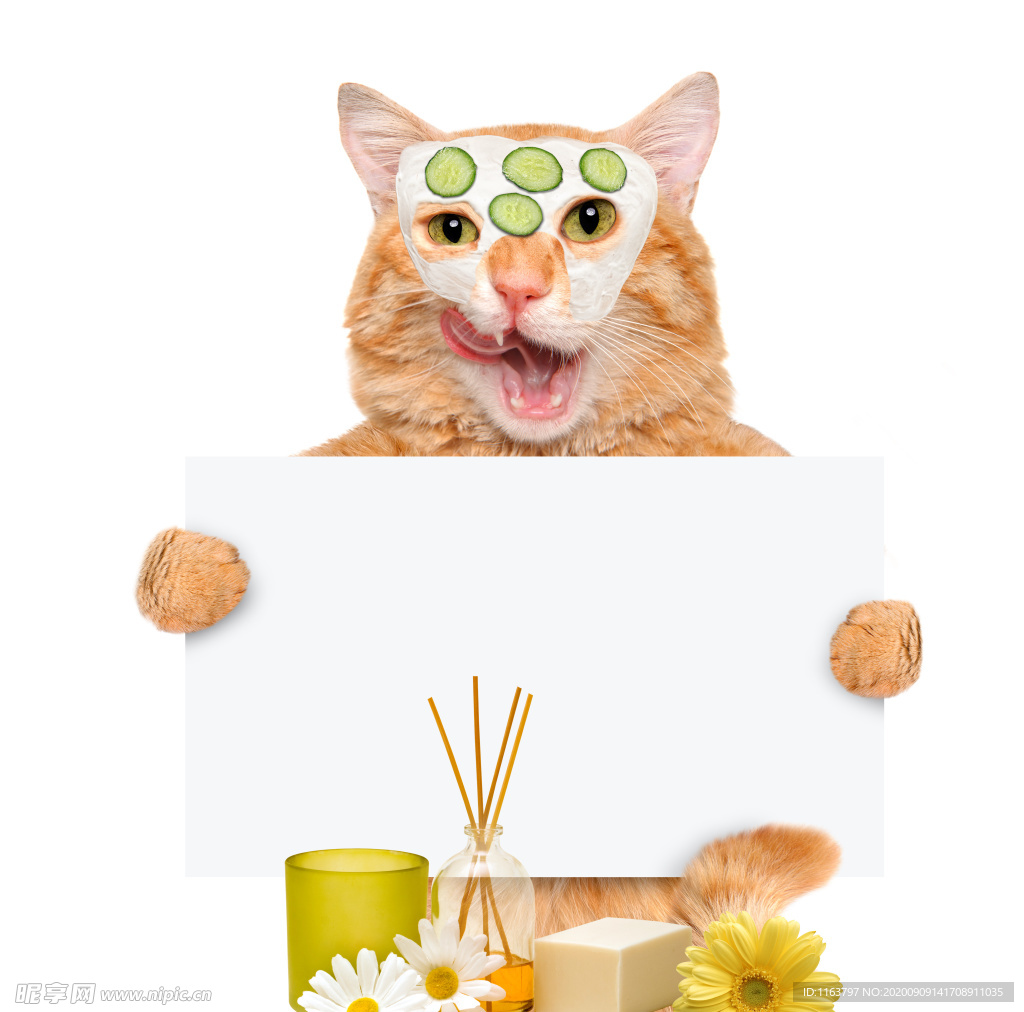 淘宝 猫咪