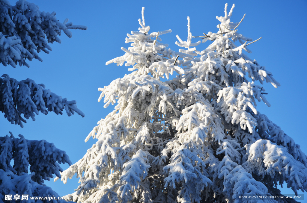 雪松