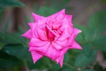 玫瑰花