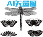 蝴蝶 蜻蜓