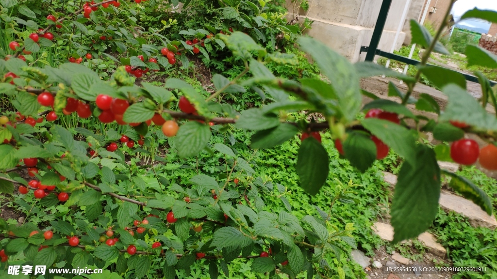 樱桃树