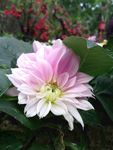 粉色菊花鲜花