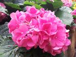 粉红色鲜花花卉