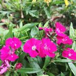花草野花